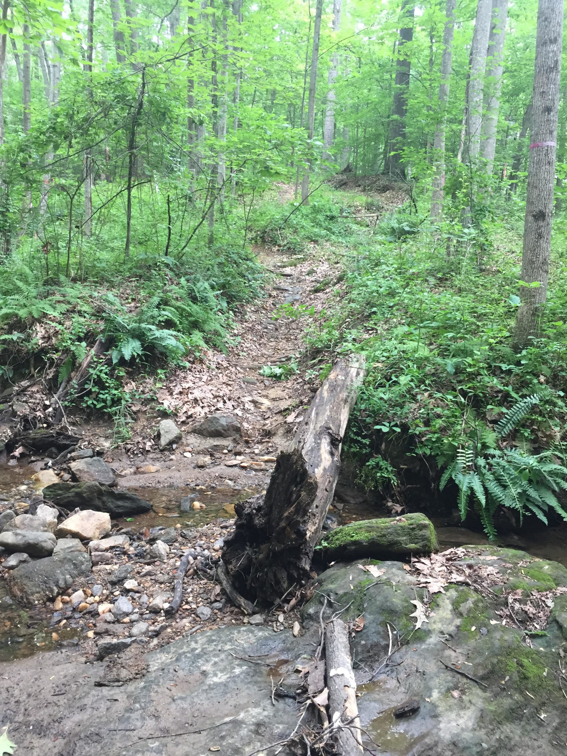A serene woodland scene featuring a small creek running through a lush green forest. The landscape includes thick foliage, including ferns and tree trunks, with a dirt path winding alongside the water. A fallen log and stones are visible in the foreground, adding to the natural setting. Fairland Recreational Park mountain bike trail.