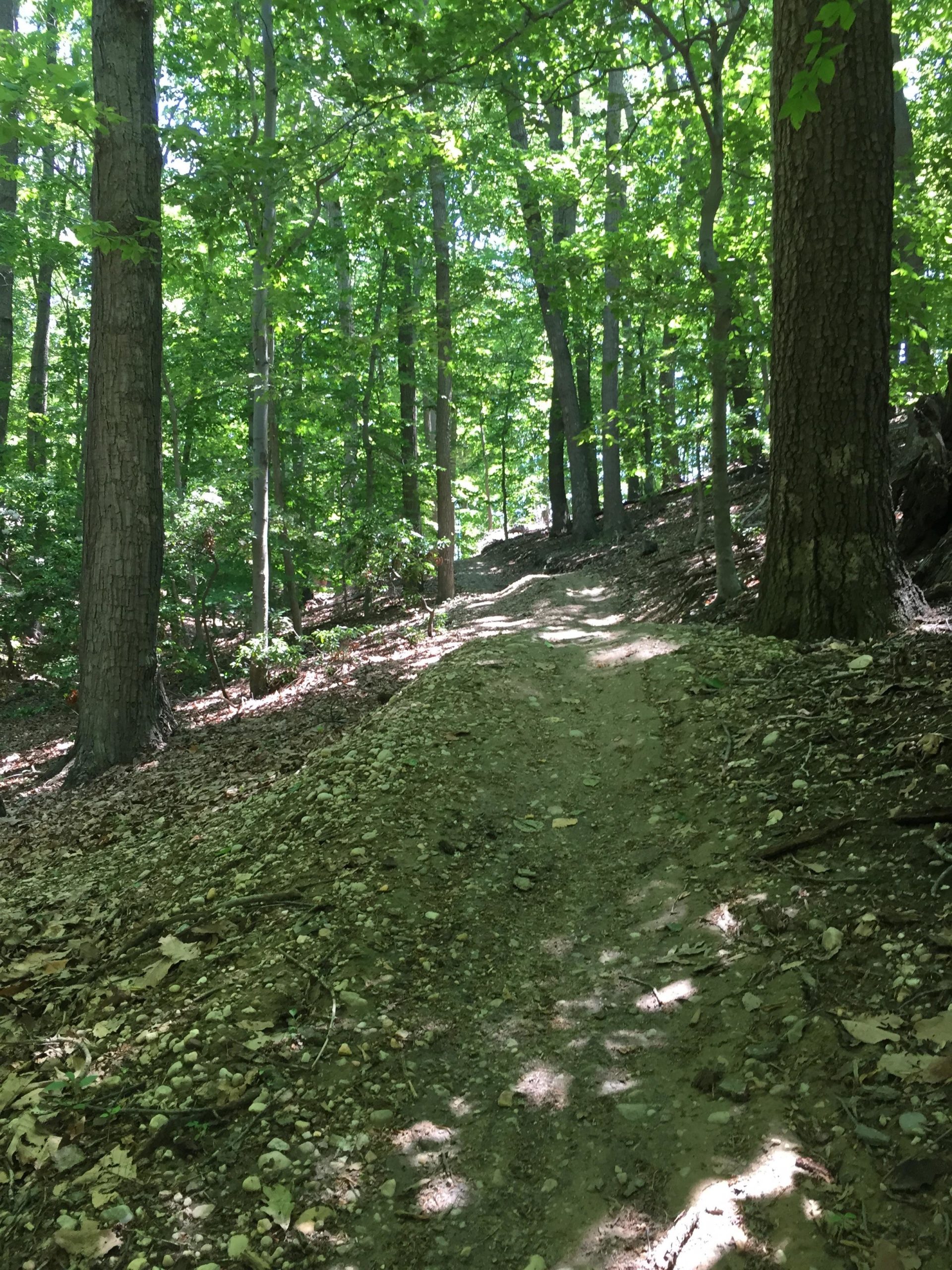 A sunlit dirt trail winding through a lush green forest, surrounded by tall trees and a carpet of leaves. The path is slightly elevated and uneven, creating a natural, rustic hiking environment. Laurel Hill Park mountain bike trail.