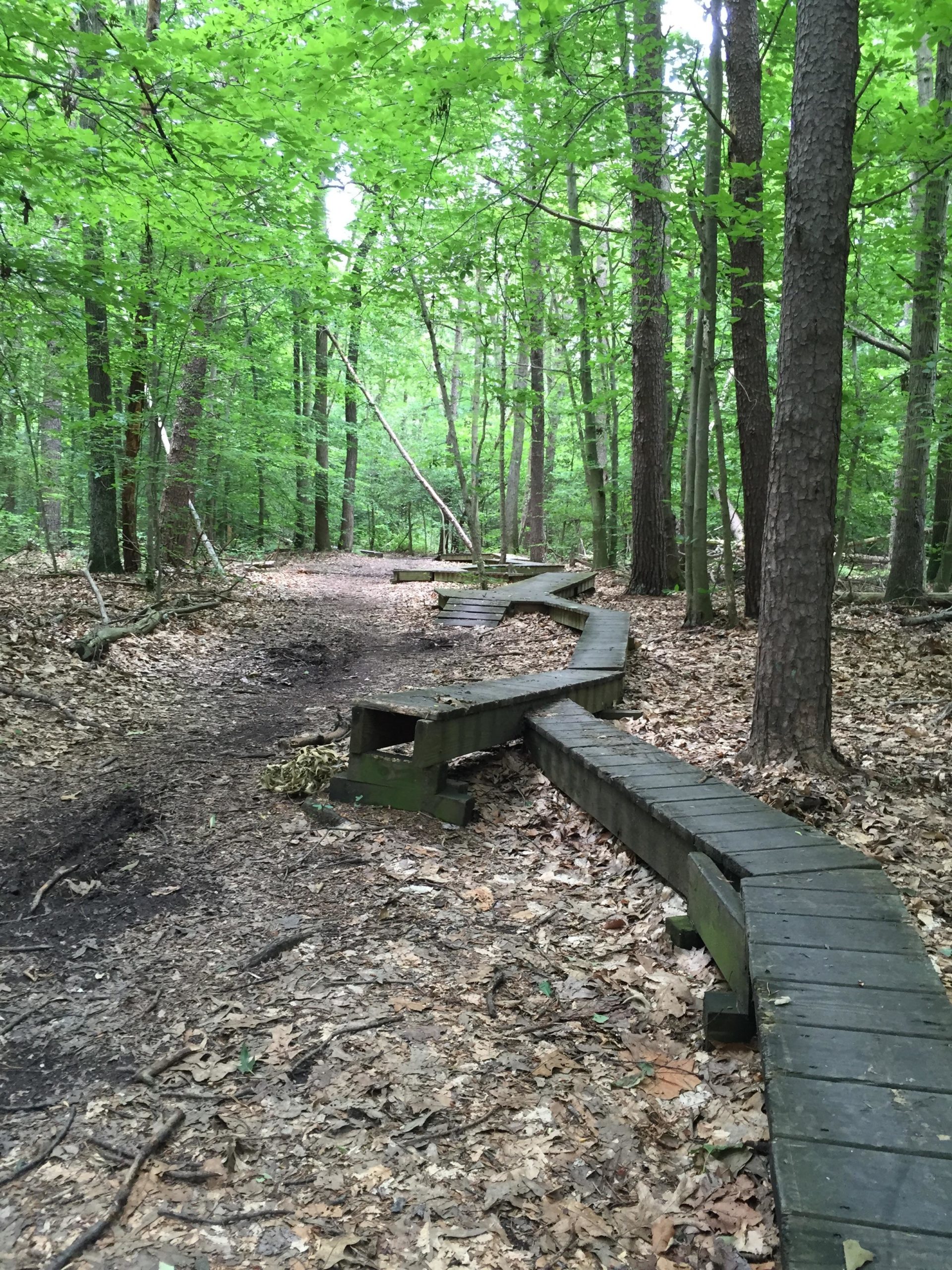 Alt text: A winding wooden pathway surrounded by lush green trees and fallen leaves in a forest. The pathway is elevated and curves through the natural landscape. Fairland Recreational Park mountain bike trail.