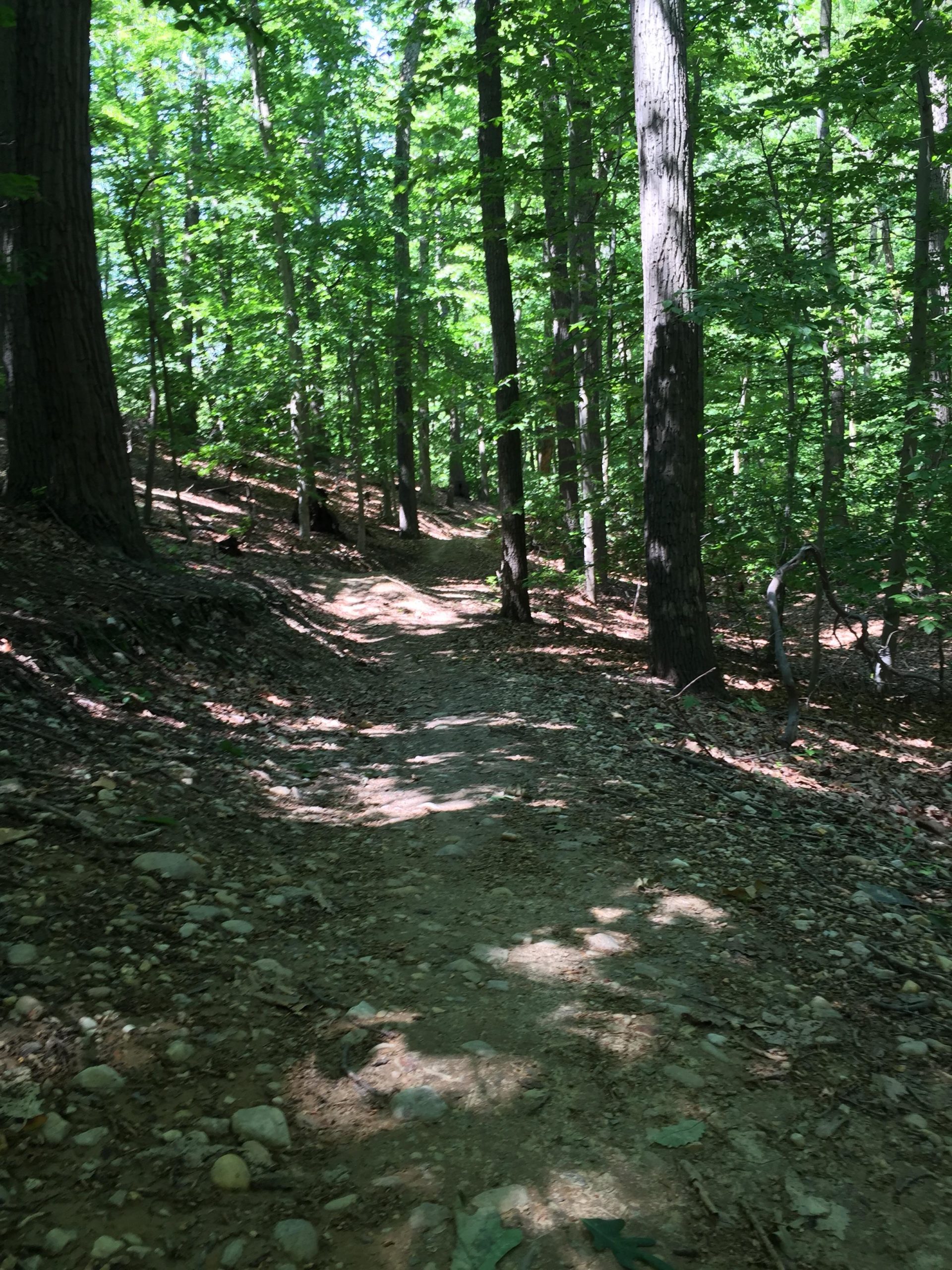 A dirt path winding through a lush green forest, surrounded by tall trees and dappled sunlight filtering through the leaves. The ground is uneven with small rocks and scattered leaves, creating a natural hiking trail. Laurel Hill Park mountain bike trail.