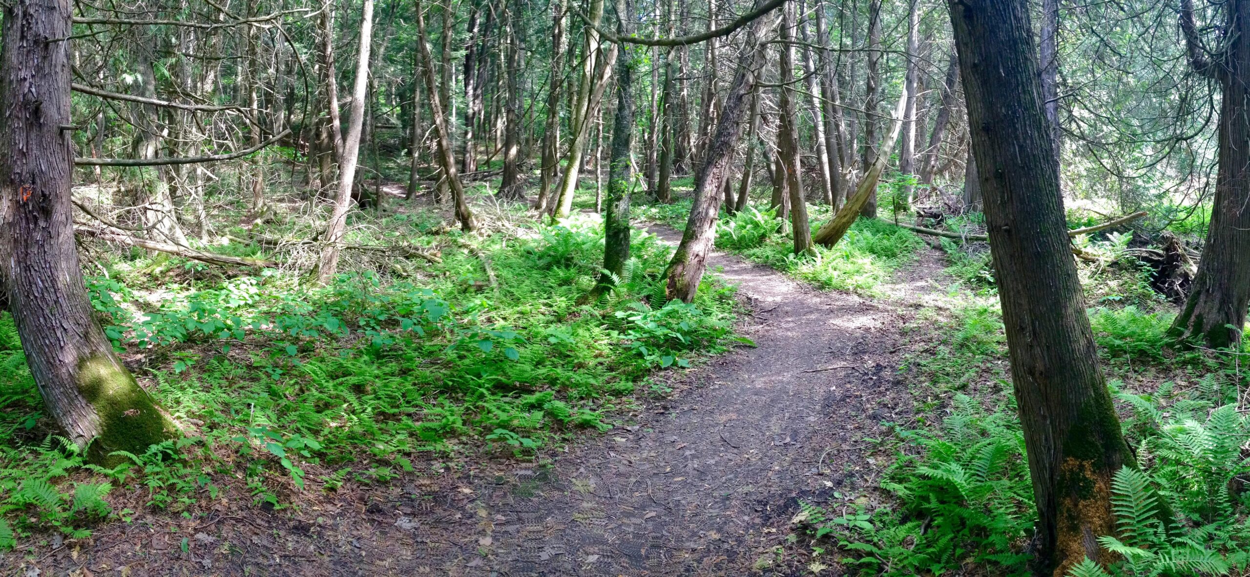 A serene forest path winding through a lush green woodland, surrounded by tall trees and ferns. Sunlight filters through the canopy, casting dappled shadows on the earthy trail. The scene evokes a sense of tranquility and invites exploration. Bowmore (Woodland) Hill's mountain bike trail.