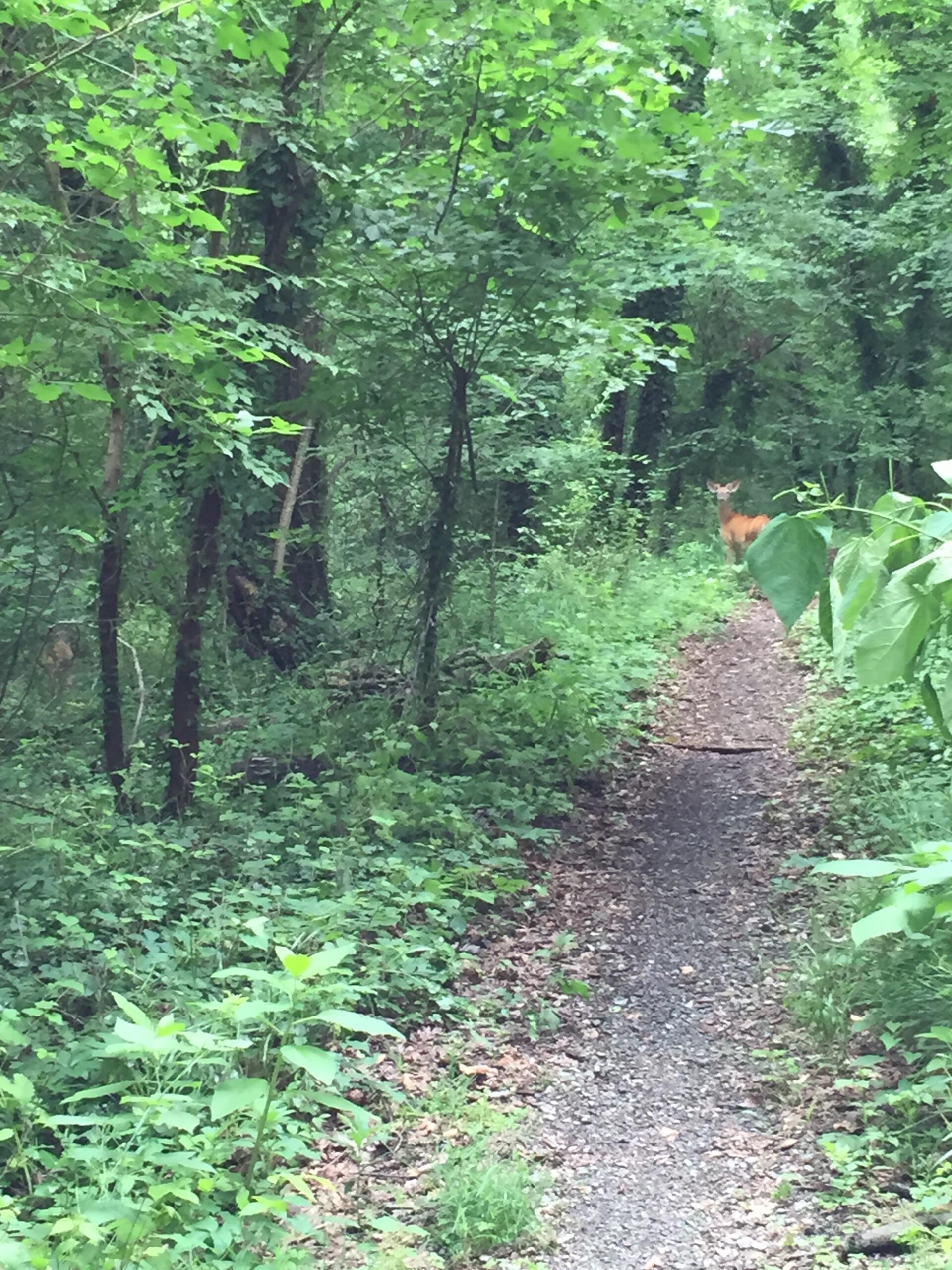 A narrow gravel path winding through a lush green forest, with dense foliage on either side. In the background, a deer can be seen partially obscured by the trees and plants. Fort Circle Trail / Fort Dupont Park mountain bike trail.