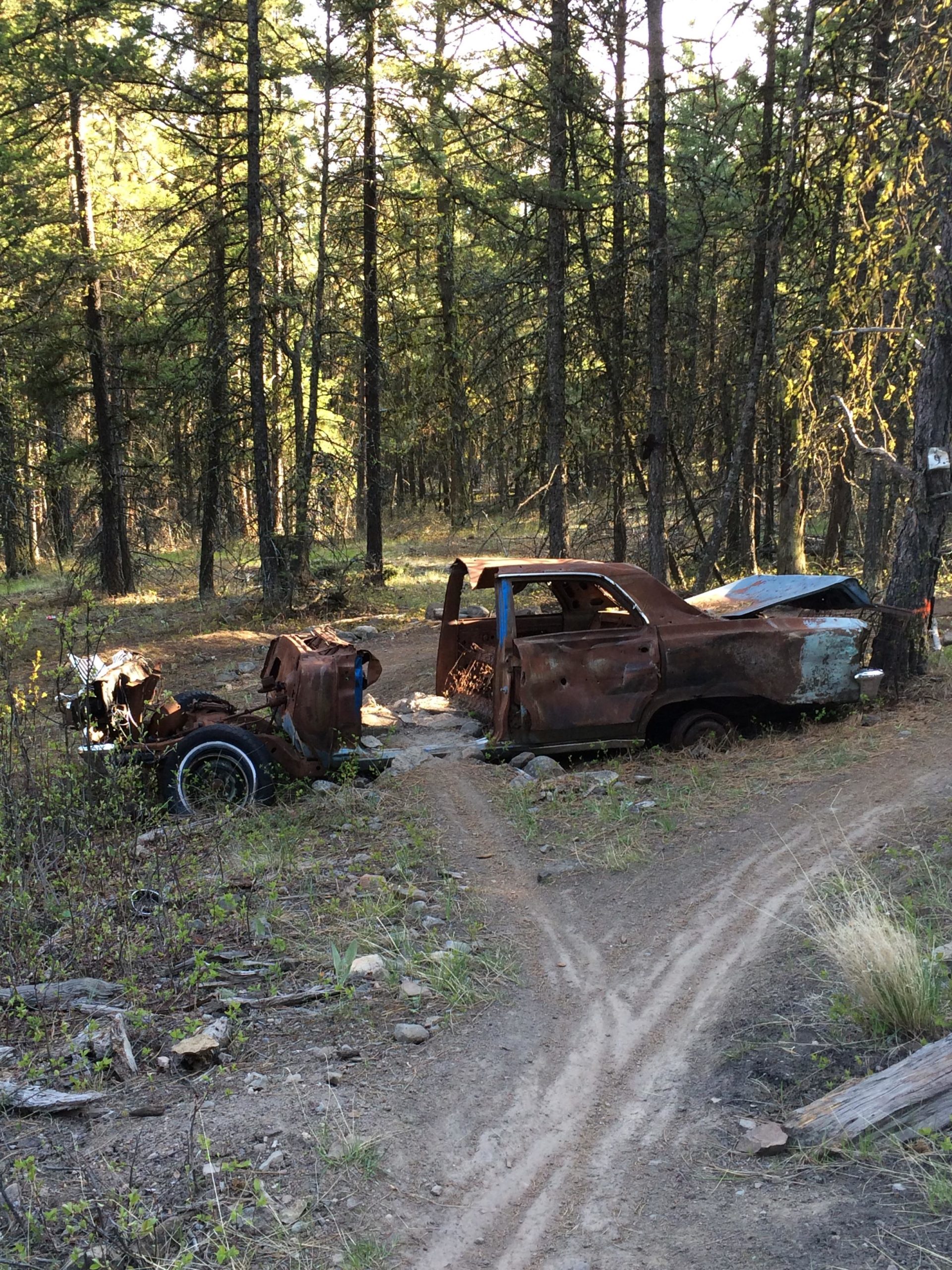 An abandoned, rusted car and truck partially hidden in a forested area, surrounded by tall pine trees and overgrown vegetation. A dirt path winds nearby, indicating the presence of previous activity in the area. The scene captures a blend of nature and neglect, with sunlight filtering through the trees. Smith Creek mountain bike trail.