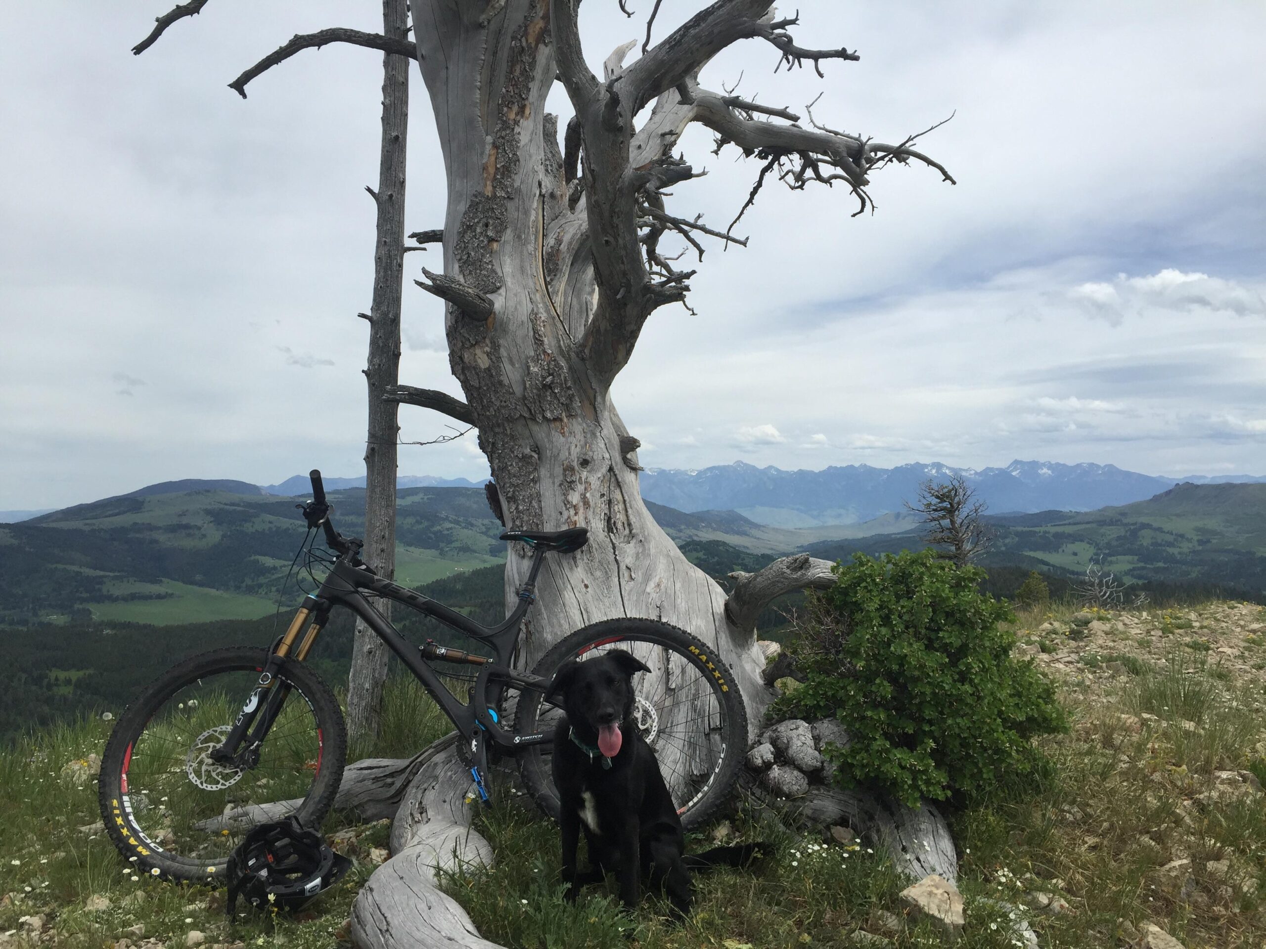 Yeti SB66c: A black dog sitting near an old, gnarled tree with a mountain bike propped against it. The background features a scenic landscape of rolling hills and distant mountains under a cloudy sky.