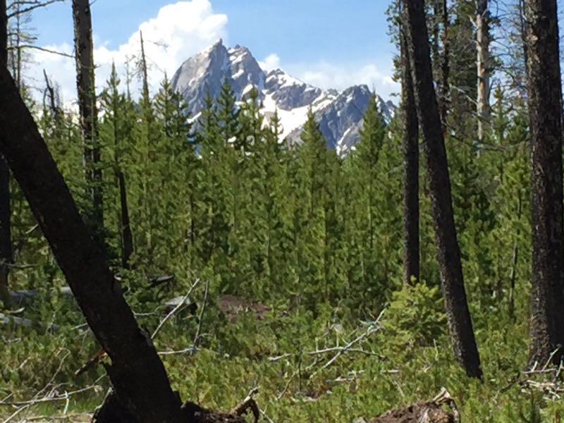 A scenic view of snow-capped mountains in the background, surrounded by lush green pine trees. The foreground features tree trunks, creating a natural frame for the mountainous landscape under a partly cloudy sky. Elk Meadows Loop mountain bike trail.