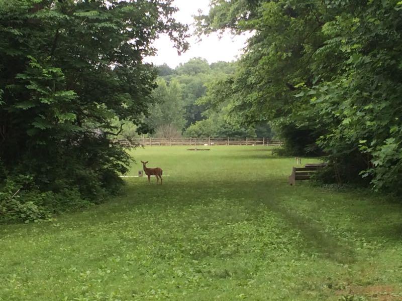 A serene view of a grassy field bordered by trees, with a deer standing near the center of the field, surrounded by lush greenery. The background features a fence and additional trees, creating a tranquil natural setting. Wissahickon Valley Park mountain bike trail.