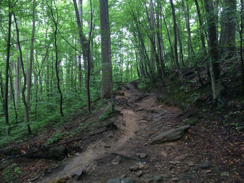A narrow, winding dirt path leads through a lush green forest, surrounded by tall trees with vibrant foliage. The trail is uneven with exposed roots and rocks, suggesting a natural and rustic hiking experience. Wissahickon Valley Park mountain bike trail.