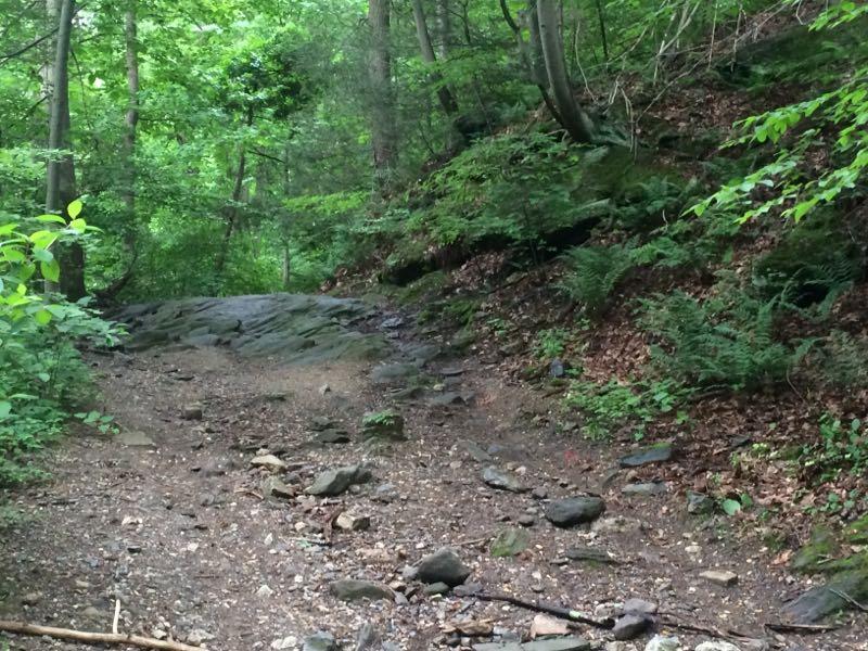 A rocky, gravel path winding through a lush green forest, surrounded by trees and ferns. The sunlight filters through the leaves, creating a serene and inviting atmosphere. Wissahickon Valley Park mountain bike trail.