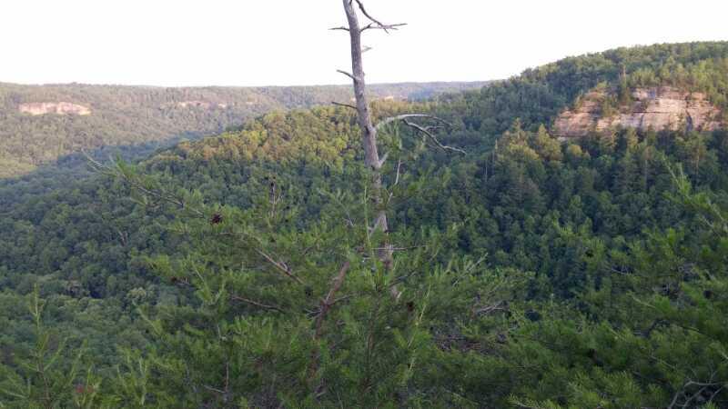 A panoramic view of a lush green valley surrounded by hills, with a foreground of pine branches and a dead tree. The landscape is bathed in soft evening light, showcasing a dense forest covering the hillsides. Big South Fork mountain bike trail.