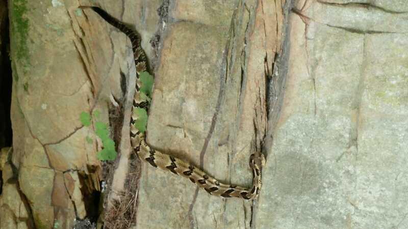 A snake with a patterned brown and tan body is slithering along a rocky surface, surrounded by nature. Small green plants can be seen growing nearby on the rocks. Big South Fork mountain bike trail.
