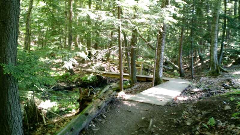 A serene forest scene featuring a dirt path leading to a wooden bridge that crosses a small stream. The surrounding area is filled with lush green trees and underbrush, creating a peaceful natural environment. Sunlight filters through the leaves, highlighting the vibrant greenery of the forest. Noquemanon Trails Network: South Marquette Trails mountain bike trail.