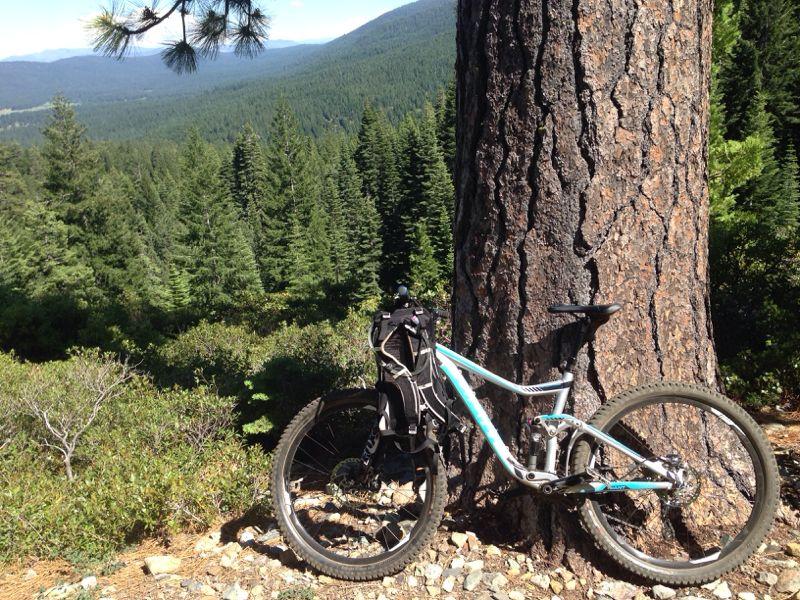 A mountain bike leaning against a large tree, surrounded by lush green foliage and towering pine trees, with a scenic mountainous landscape visible in the background under clear blue skies. Mills Peak mountain bike trail.