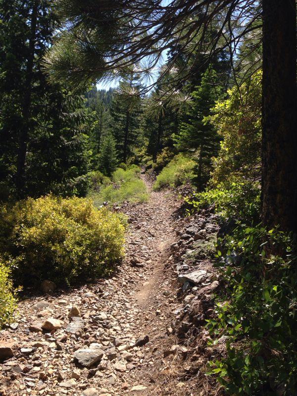 A narrow, rocky hiking trail surrounded by lush green vegetation and pine trees under a bright blue sky. The path winds through the forest, inviting outdoor exploration. Mills Peak mountain bike trail.