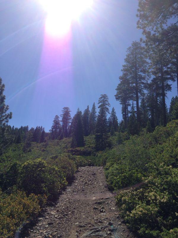 A sunlit trail winding through lush greenery and tall pine trees, leading upward into a clear blue sky. The bright sun is situated in the upper corner of the image, casting light on the rocky path ahead. Mills Peak mountain bike trail.