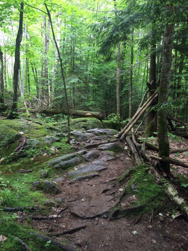 A lush green forest scene featuring a rocky trail winding through dense trees. Sunlight filters through the leaves, illuminating foliage and scattered rocks along the path, while fallen branches and moss add to the natural beauty of the landscape. Buckwallow mountain bike trail.