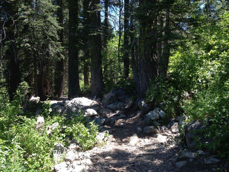 A sunlit forest path winding through tall trees and rocky terrain, surrounded by lush greenery. Downieville Downhill mountain bike trail.