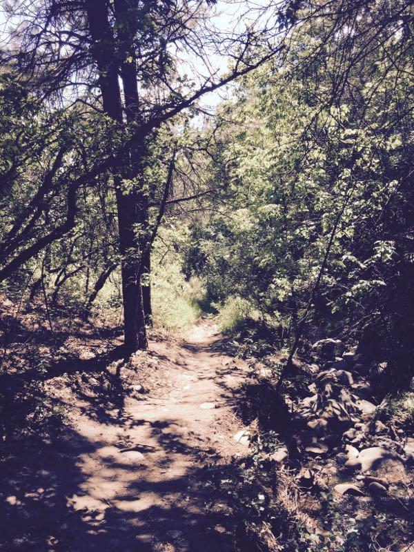 A dirt path winding through a lush green forest, surrounded by trees and foliage, with sunlight filtering through the leaves. Telegraph Trail System mountain bike trail.