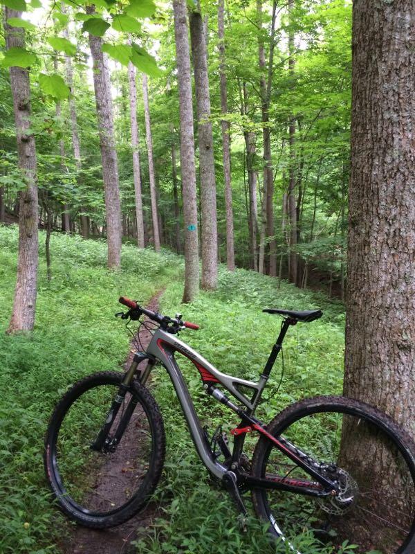 A mountain bike is resting against a tree on a wooded trail, surrounded by lush green foliage and tall trees. The path winds into the forest, highlighting a serene and inviting atmosphere for outdoor cycling. Mountwood mountain bike trail.