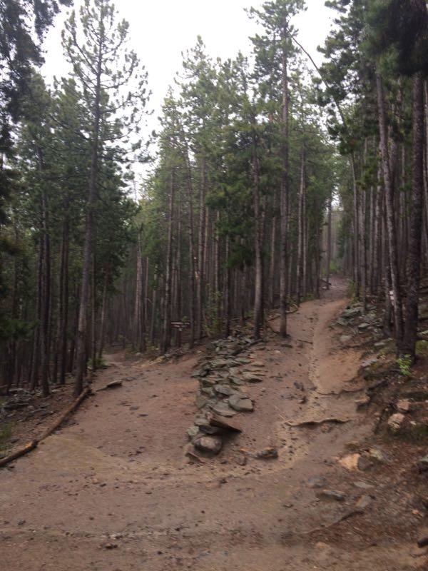 A dirt trail winding through a dense forest of tall pine trees, with rocky patches and a misty atmosphere. 3 Sisters / Alderfer mountain bike trail.