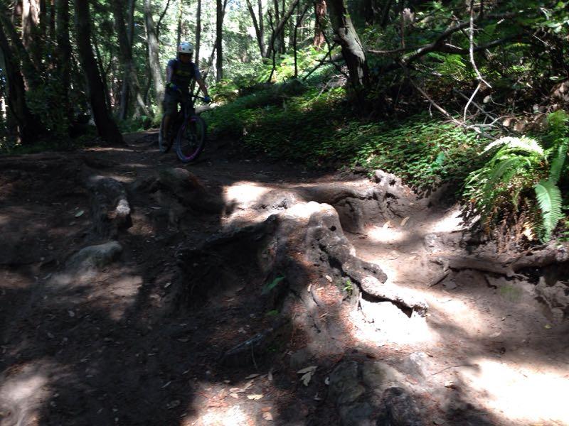 A mountain biker navigating a rocky and root-covered trail in a wooded area, surrounded by greenery and dappled sunlight. Wilder Ranch State Park mountain bike trail.