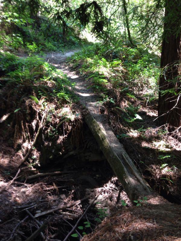 A narrow wooden bridge crosses a small ravine, leading along a winding dirt path surrounded by lush greenery and ferns in a forest setting. Sunlight filters through the trees, casting dappled shadows on the ground. Wilder Ranch State Park mountain bike trail.