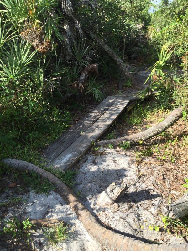 A wooden pathway cuts through a dense, green tropical landscape, surrounded by palm trees and other foliage. The path is partially covered in sand and is flanked by fallen tree trunks and branches, suggesting a natural, rugged terrain. Sunlight filters through the greenery, creating a serene, inviting atmosphere. Jonathan Dickinson State Park mountain bike trail.