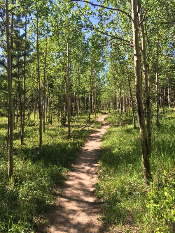 A serene forest path winding through a grove of tall, green-leaved trees, with lush grass and wildflowers on either side. The sunlight filters through the leaves, creating a peaceful atmosphere. Golden Gate Canyon State Park mountain bike trail.