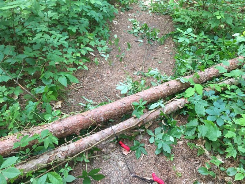 Two fallen tree logs lie across a forested path covered with green foliage and small plants. The ground is a mix of pine needles and dirt, with hints of additional vegetation surrounding the logs. A pair of red tools is visible near the lower edge of the image. Great Bear mountain bike trail.