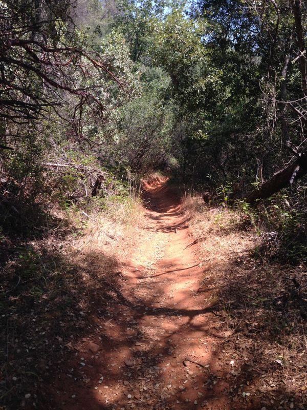 A narrow dirt path winding through a lush green forest, surrounded by trees and underbrush. The sunlight filters through the leaves, casting gentle shadows on the reddish-brown trail. Stagecoach / Flood / Manzanita mountain bike trail.