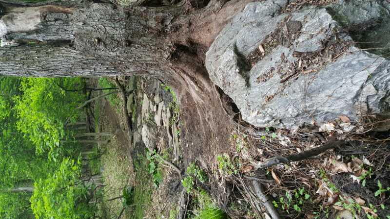 A close-up view of an ancient tree trunk with visible roots intertwined with a large rock, surrounded by green foliage and a rocky forest floor. Sprain Ridge mountain bike trail.
