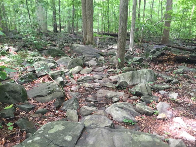 A rocky pathway surrounded by lush green trees in a forest, with various sizes of stones and leaves scattered along the ground. Brandywine State Park mountain bike trail.