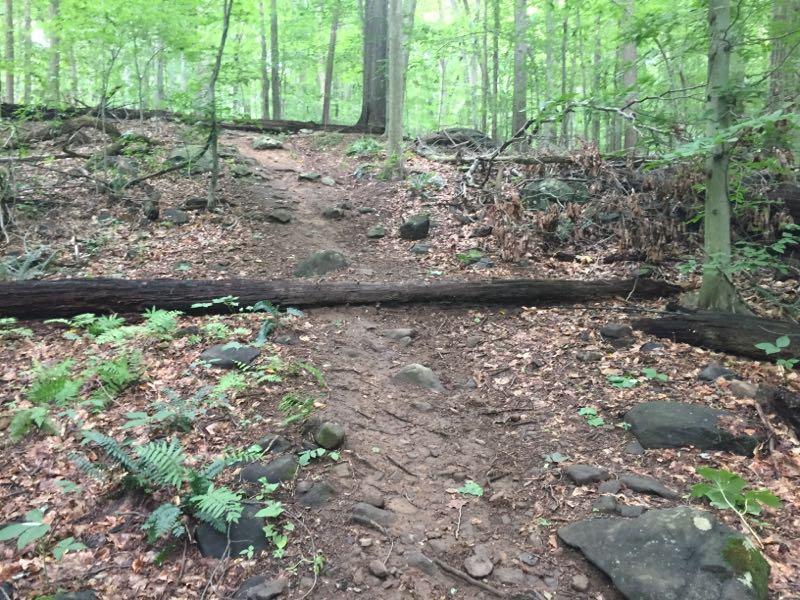 A narrow dirt path winding through a lush green forest, with a fallen log crossing the trail. The ground is scattered with rocks and leaves, and various plants, including ferns, grow alongside the path. Tall trees provide a canopy of leaves overhead. Brandywine State Park mountain bike trail.