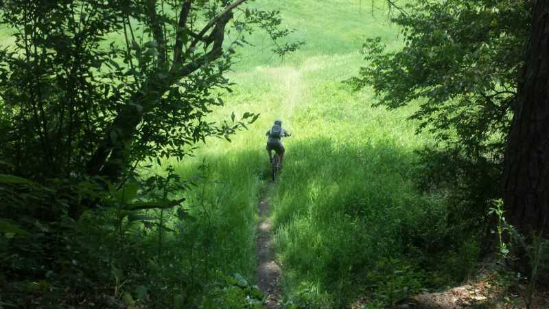 A person riding a mountain bike on a narrow dirt path through thick green grass, surrounded by trees under a bright, sunny sky. Bavington mountain bike trail.