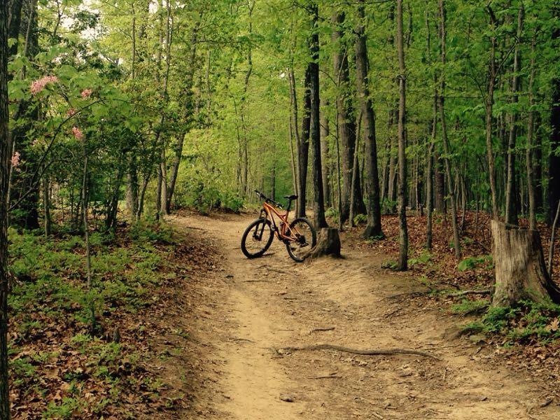 A mountain bike resting on a dirt path surrounded by lush green trees and undergrowth in a forest setting, with a few pink flowers visible near the trail. Lake Fairfax mountain bike trail.