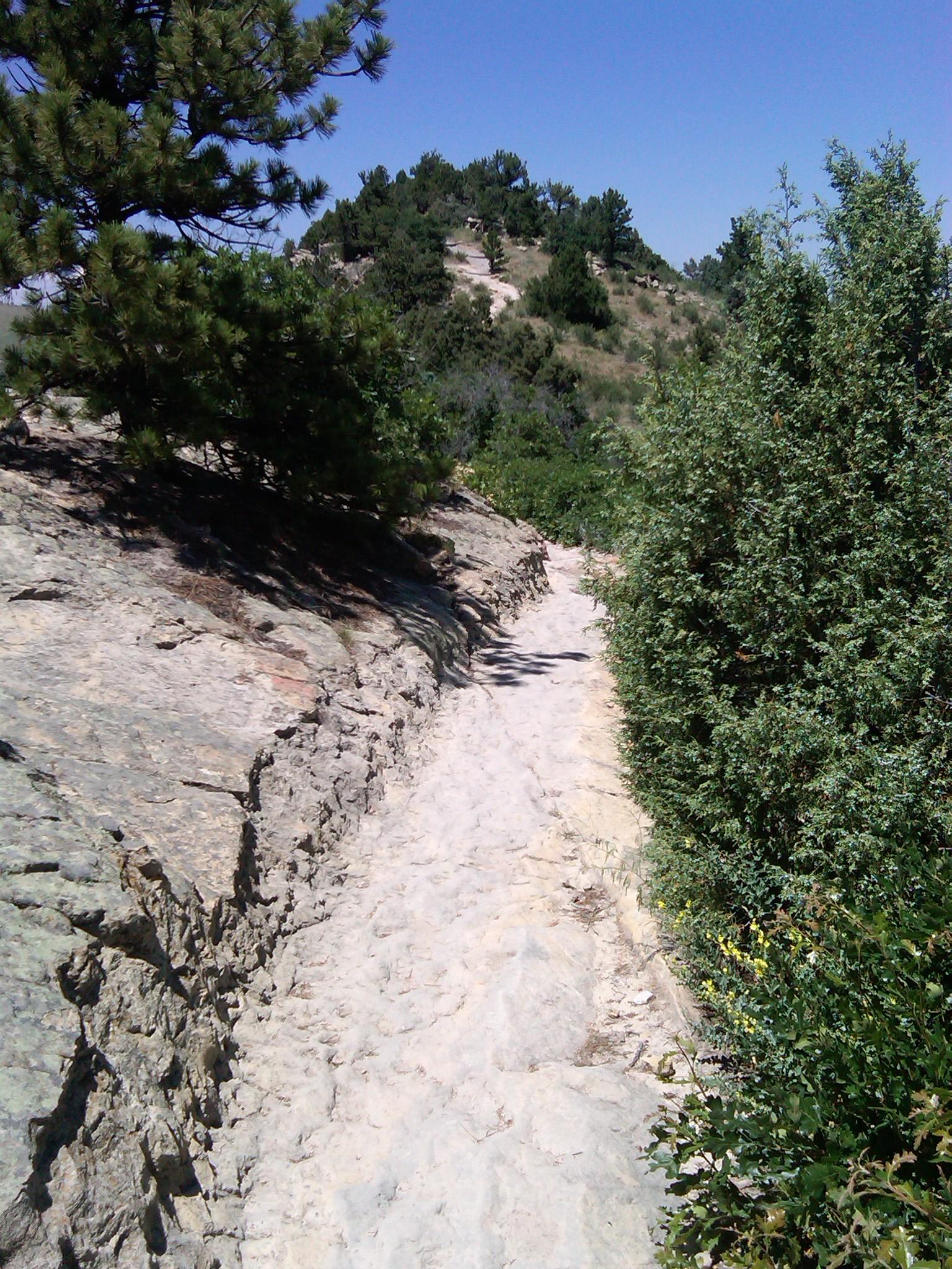 A narrow, rocky pathway surrounded by greenery, leading up a hill under a clear blue sky. Pine trees and shrubs line the sides of the path, creating a natural, serene landscape. Red Rocks / Dakota Ridge mountain bike trail.