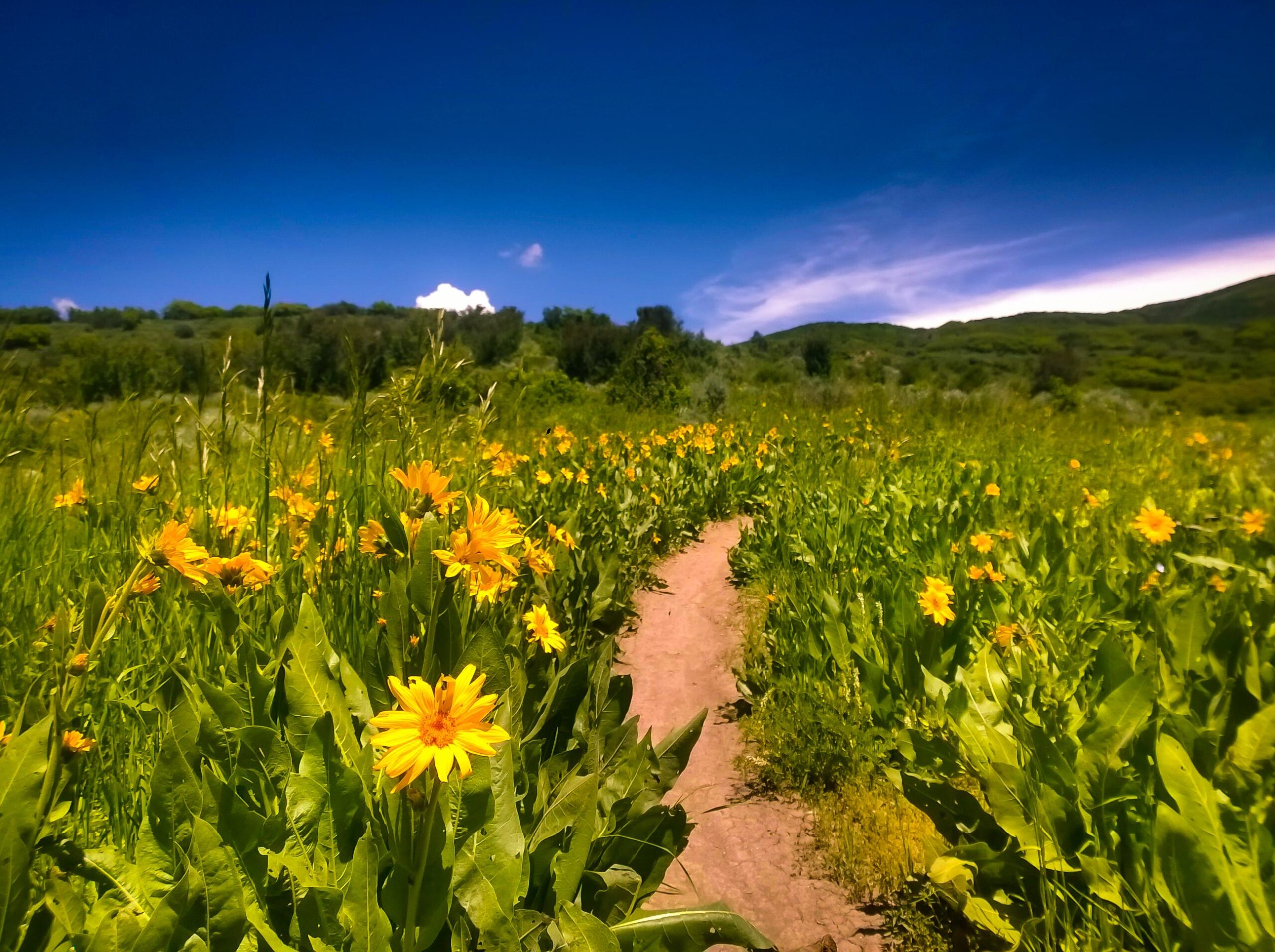 A scenic pathway winding through a vibrant field of yellow flowers, framed by lush greenery under a clear blue sky with wispy clouds in the distance. Rotary Trail mountain bike trail.