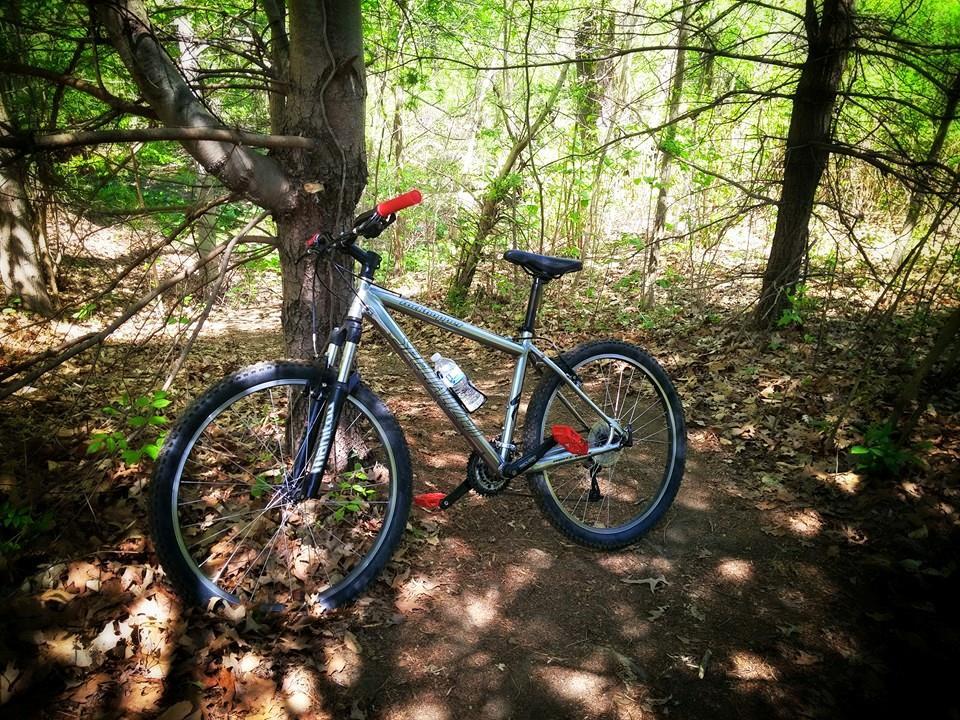Specialized Rockhopper: A mountain bike resting against a tree on a dirt path surrounded by lush green foliage and fallen leaves in a forest setting.