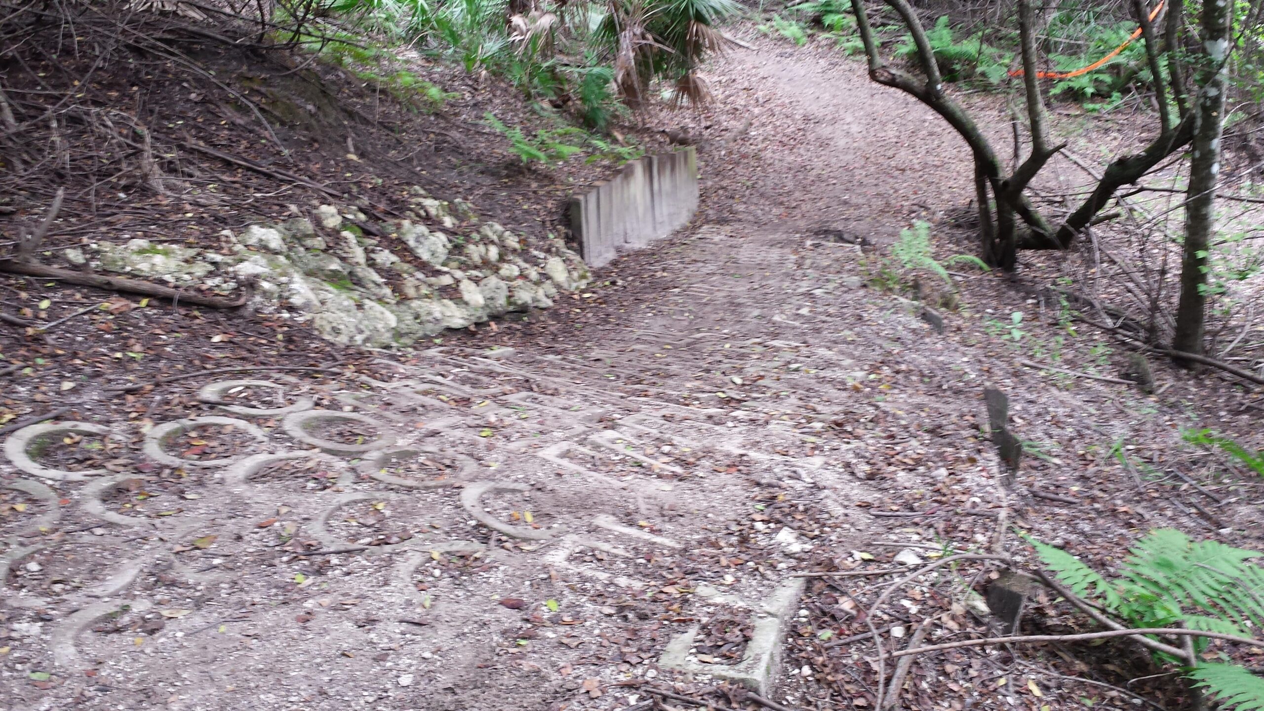 A winding, natural trail in a wooded area, showing a path covered with fallen leaves and twigs. To the left, there is a stone wall, and the ground features circular impressions possibly made by a previous structure. Lush green foliage surrounds the path, creating a serene and tranquil atmosphere. Caloosahatchee Regional Park mountain bike trail.