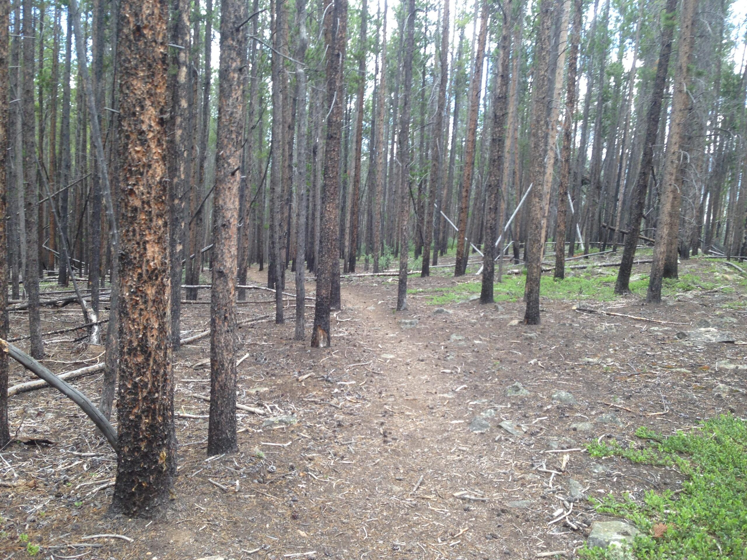 A dirt path winding through a dense forest of tall, straight trees, with scattered fallen branches and patches of greenery on the ground. The atmosphere appears serene and natural, showcasing the beauty of the woods. Groovy Uvi mountain bike trail.