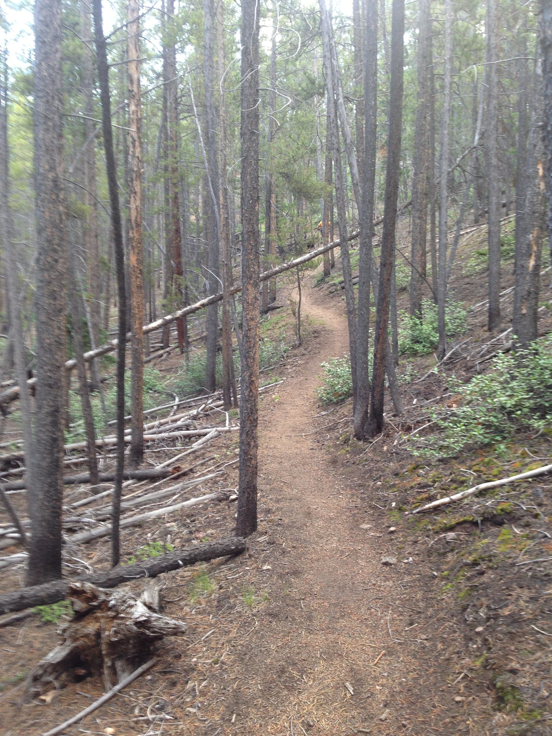 A winding dirt path through a wooded area, surrounded by tall pine trees and scattered fallen branches. The trail offers a natural and serene atmosphere, inviting exploration in the forest. Colorado Trail: Clear Creek Thd to Lake View CG / Hwy 82 mountain bike trail.