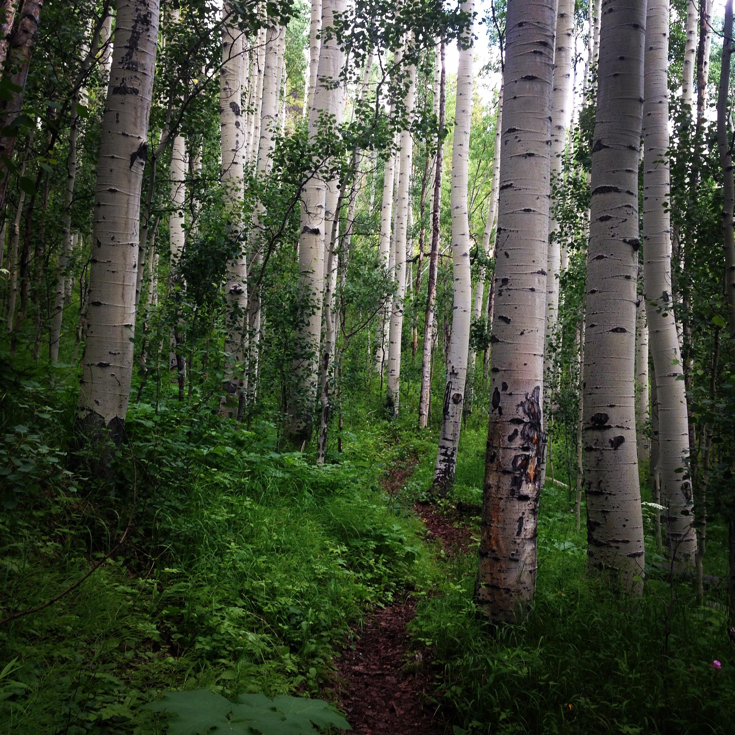 A lush forest scene featuring tall, white-barked aspen trees surrounded by vibrant green foliage. A narrow dirt path winds through the trees, inviting exploration of the serene woodland environment. Colorado Trail: Clear Creek Thd to Lake View CG / Hwy 82 mountain bike trail.