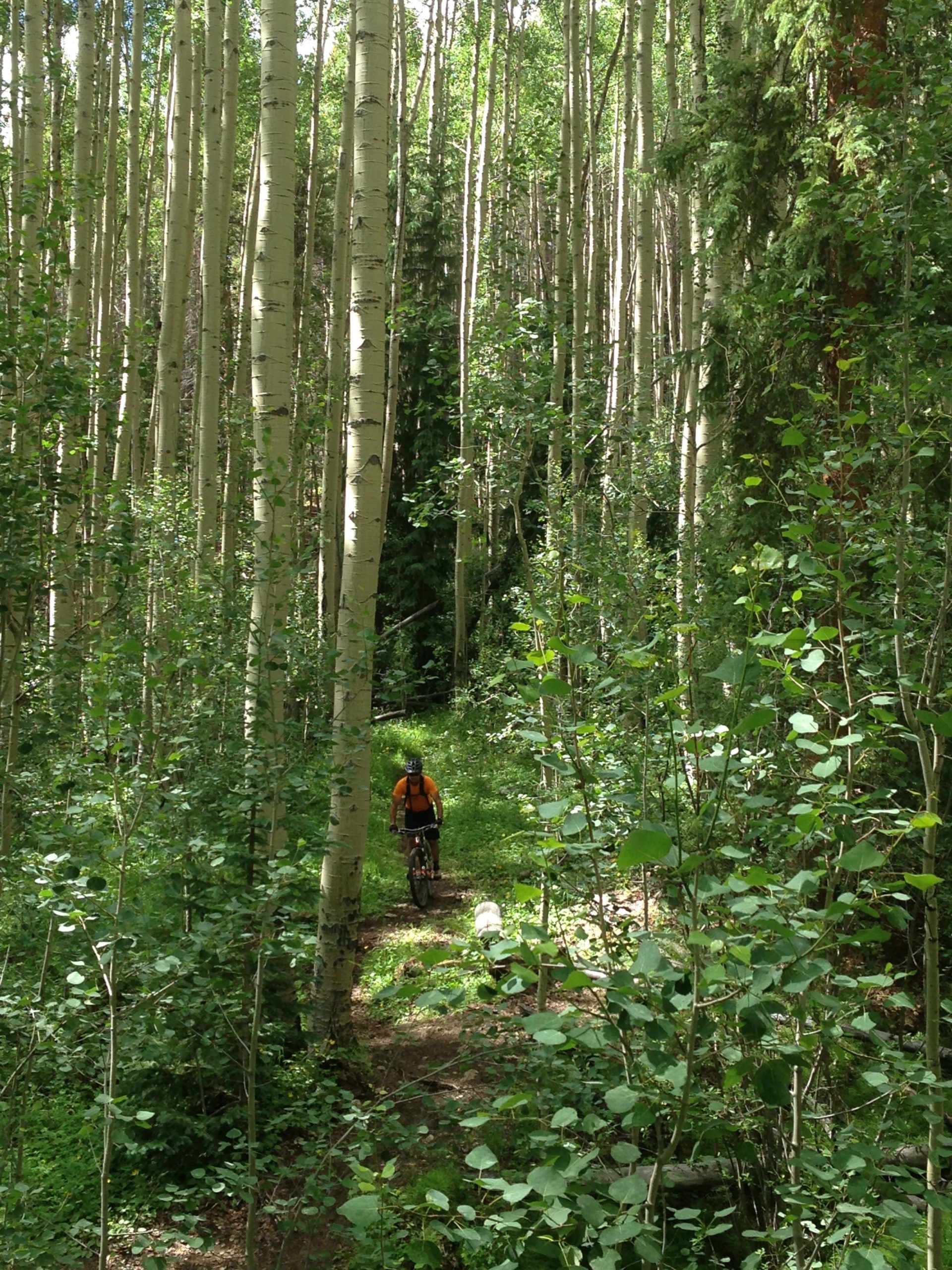 A cyclist riding through a lush forest path surrounded by tall aspen trees and greenery. The sun filters through the leaves, casting dappled light on the trail. Colorado Trail: Clear Creek Thd to Lake View CG / Hwy 82 mountain bike trail.