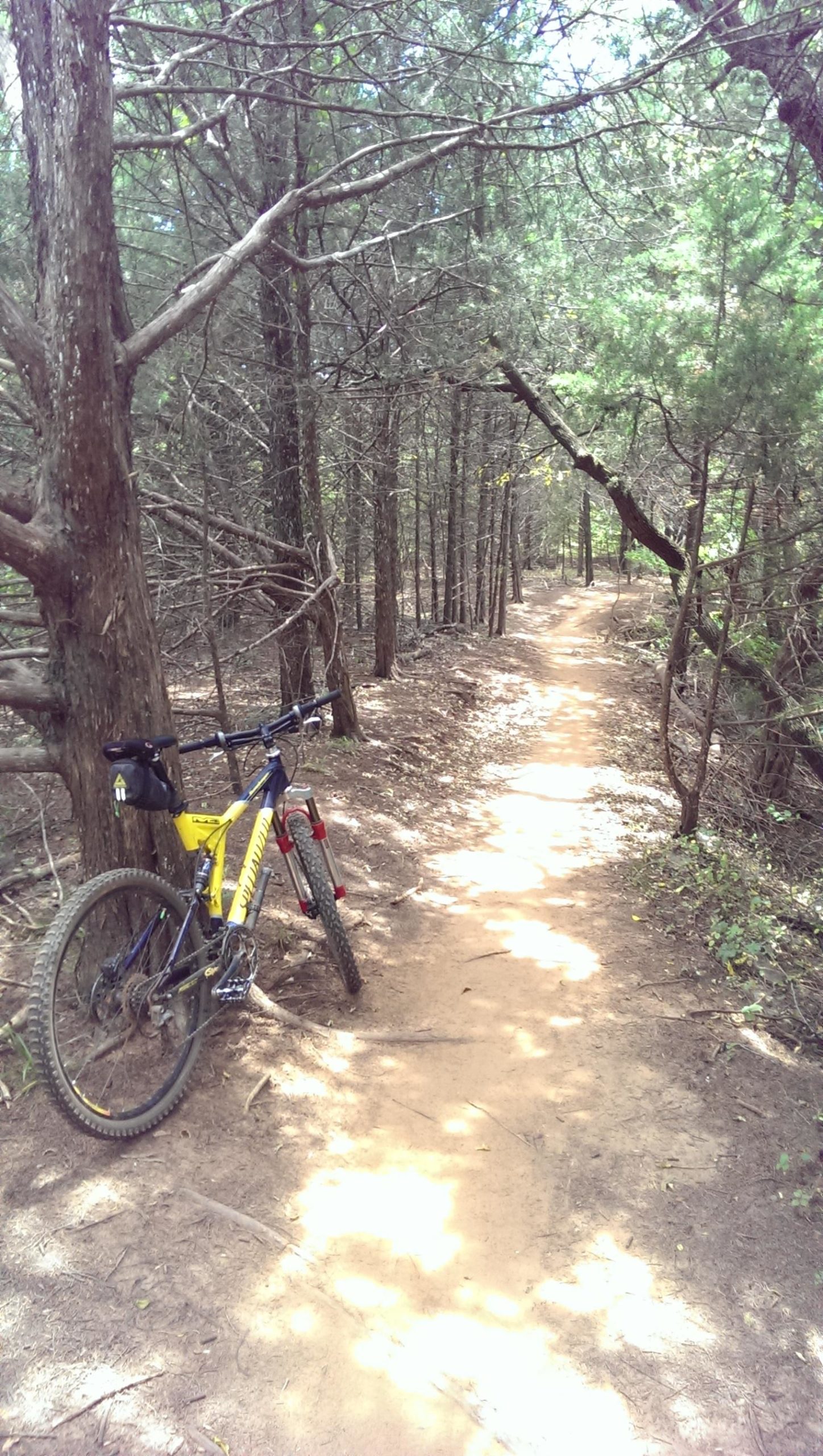 A mountain bike leans against a tree beside a dirt path winding through a wooded area. Sunlight filters through the trees, casting dappled shadows on the ground. The scene conveys a peaceful outdoor setting, ideal for biking and exploring nature. Bluff Creek Trail mountain bike trail.