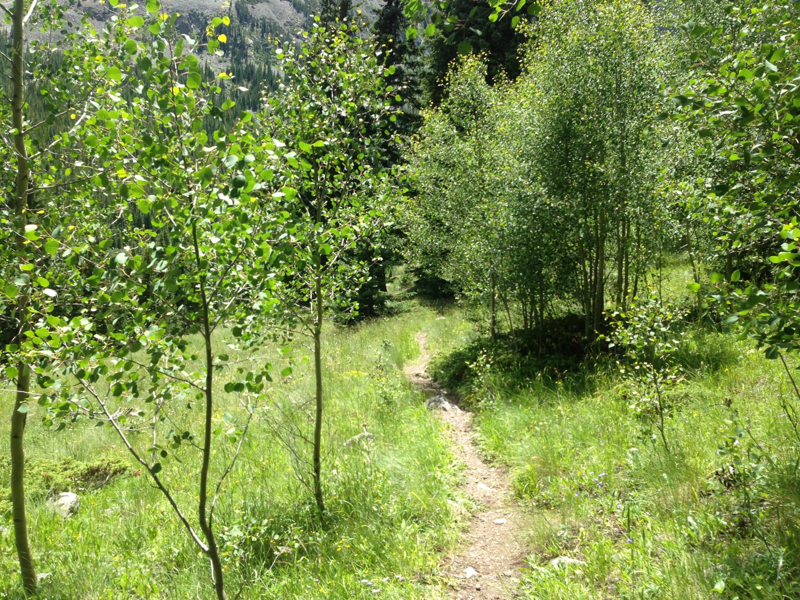 A scenic pathway winding through a lush green forest, lined with young aspen trees and vibrant foliage, under a bright sunny sky. Wheeler National Recreation Trail mountain bike trail.