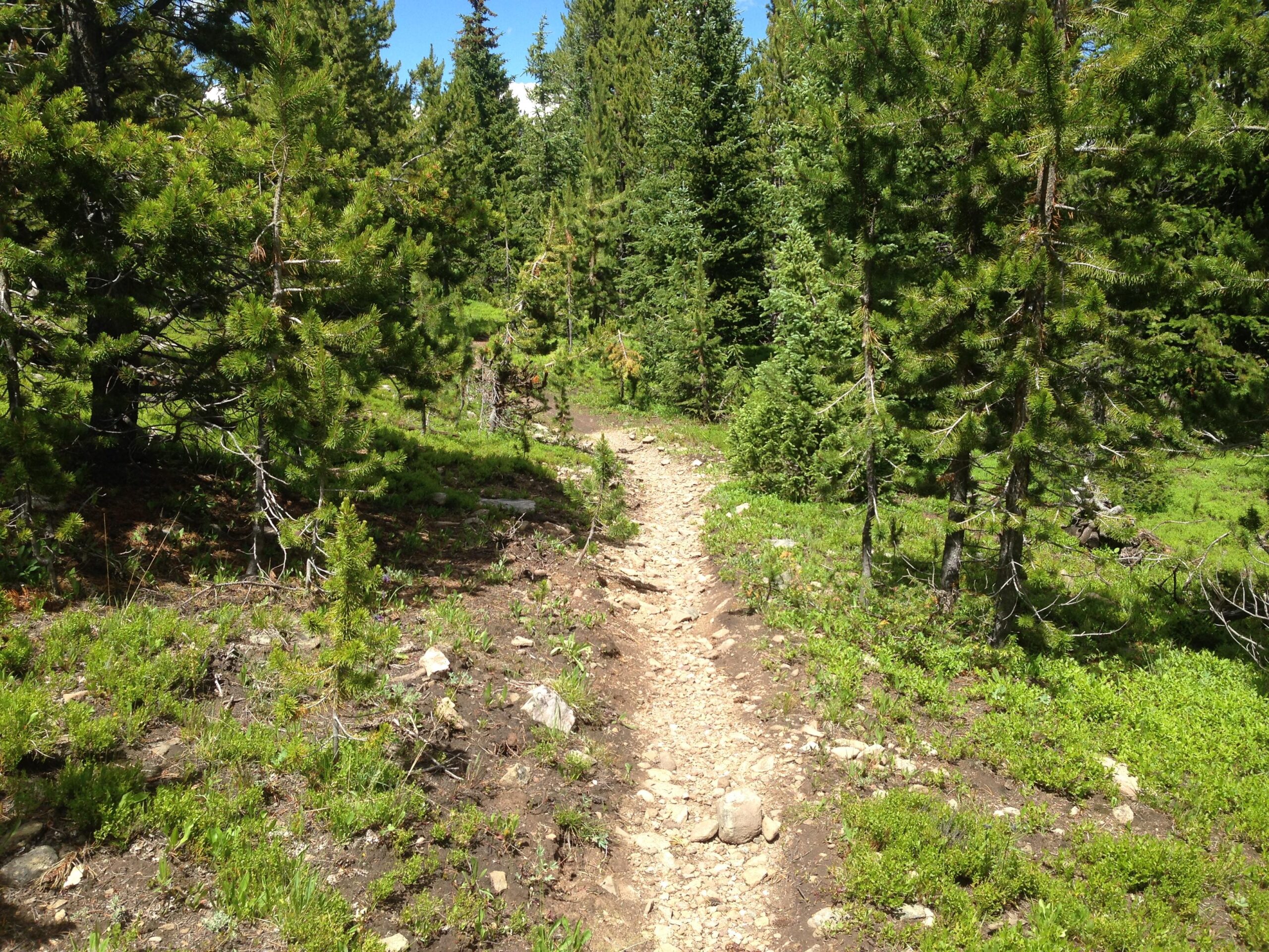 A narrow dirt path winding through a lush green forest, flanked by tall pine trees and patches of grass and rocks. The sky above is clear and blue, indicating a bright sunny day. Wheeler National Recreation Trail mountain bike trail.