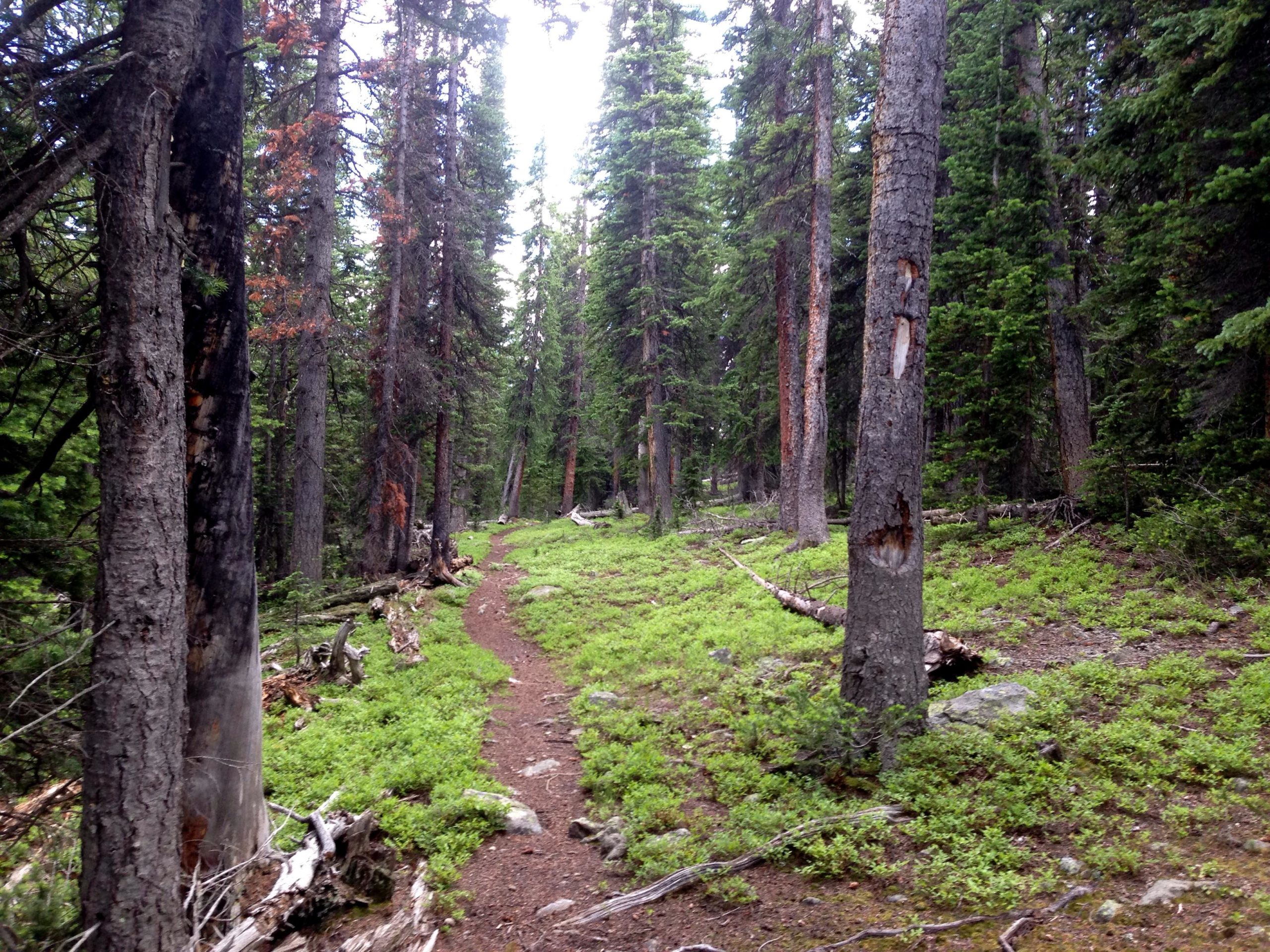 A serene forest path winding through tall trees, with a mix of lush green undergrowth and visible rocks. The scene is illuminated by soft natural light, suggesting a tranquil outdoor setting ideal for hiking or nature walks. Wheeler National Recreation Trail mountain bike trail.