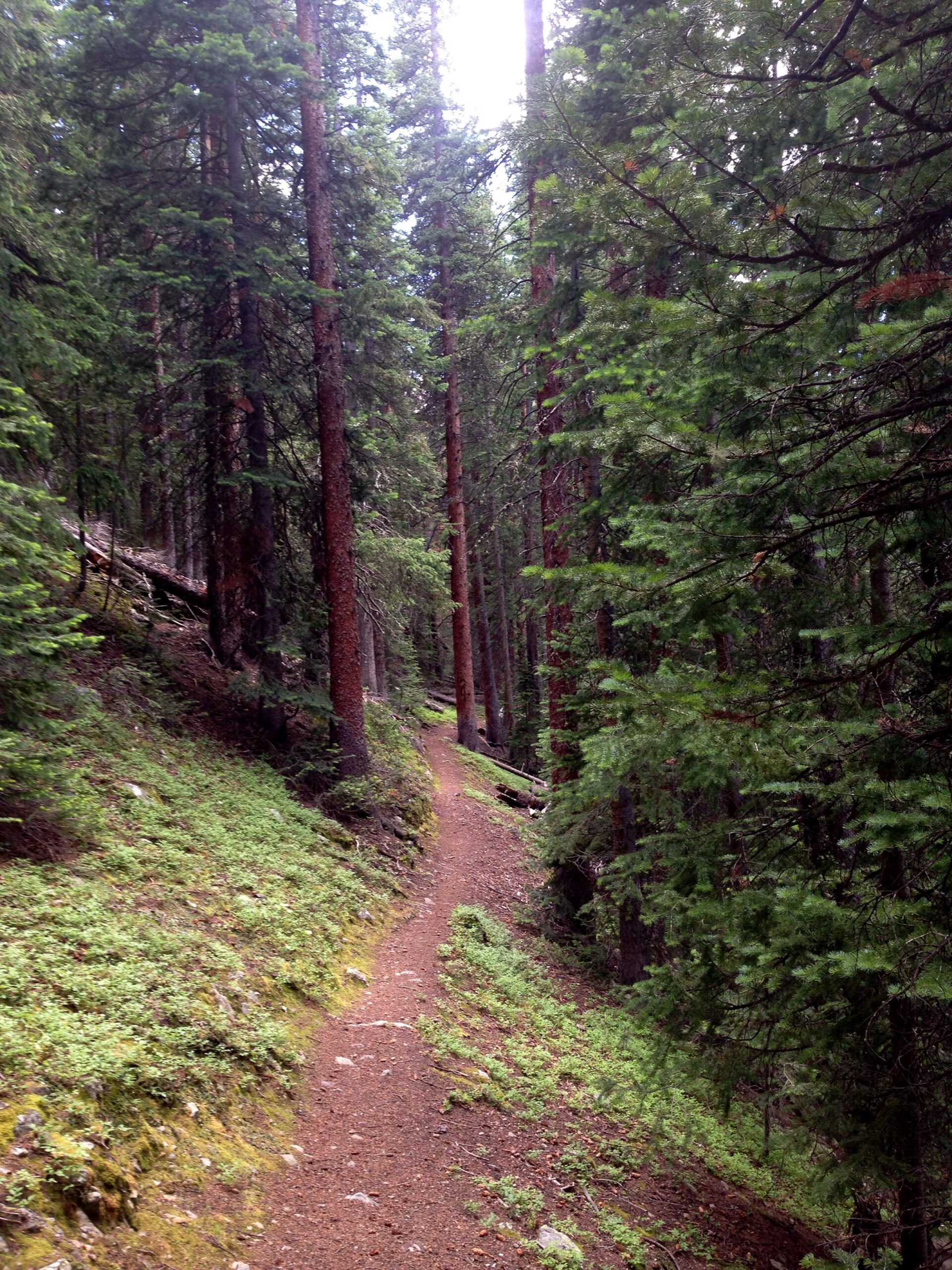 A winding dirt trail through a lush green forest, lined with tall pine trees. The pathway is surrounded by vibrant underbrush, leading into the peaceful, wooded area. Soft sunlight filters through the tree canopy, creating a serene atmosphere. Wheeler National Recreation Trail mountain bike trail.