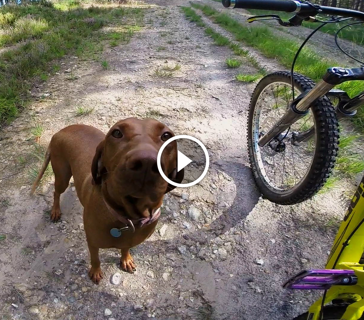 Trail Dog Video Gopro Trail Dog Video Gopro