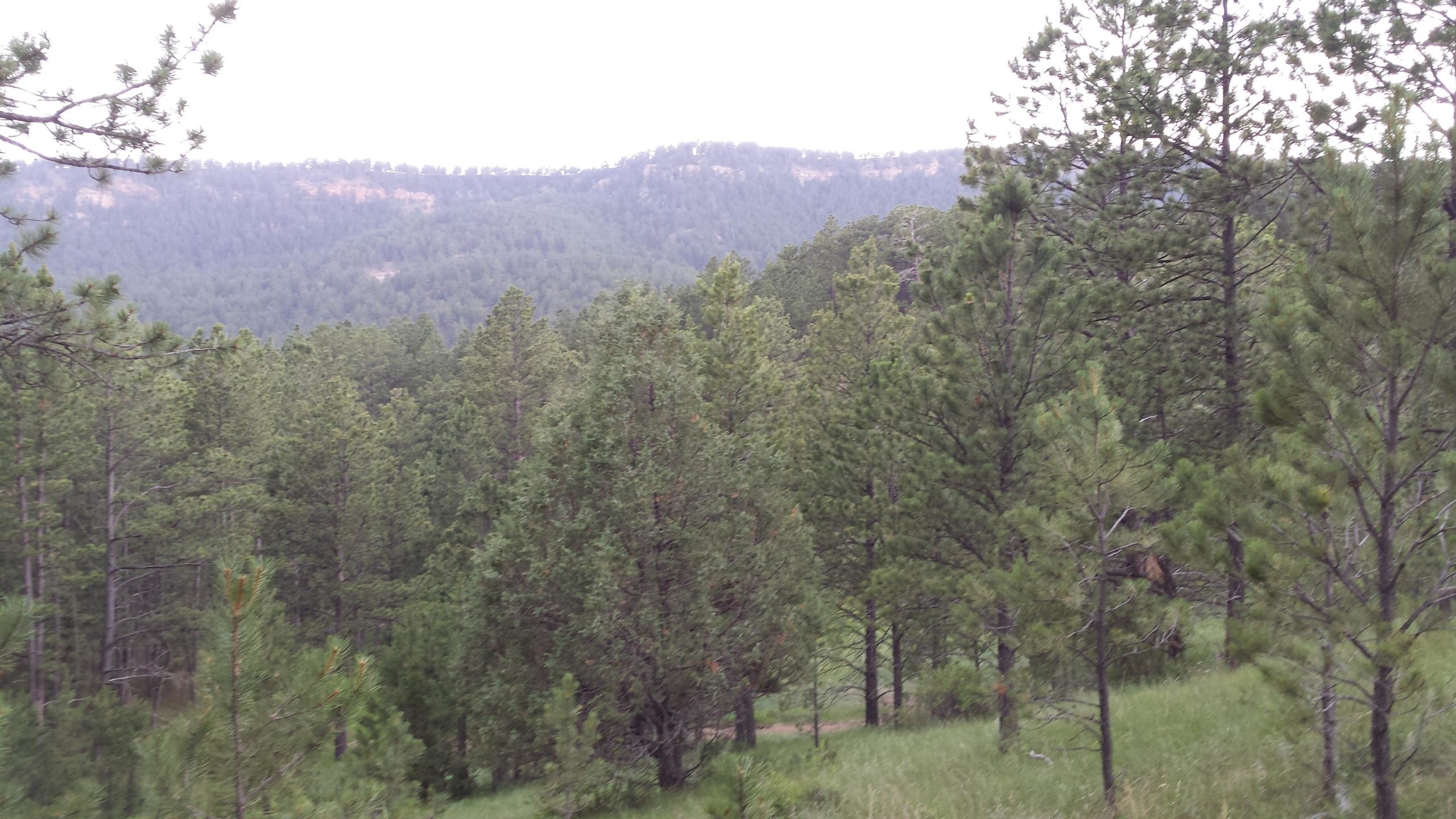 A serene view of a forested landscape with dense pine trees, rolling hills, and a misty background, suggesting a tranquil natural setting. The scene captures a variety of green hues from the foliage and the gentle contours of the distant hills. The Flying V Bike Trails mountain bike trail.