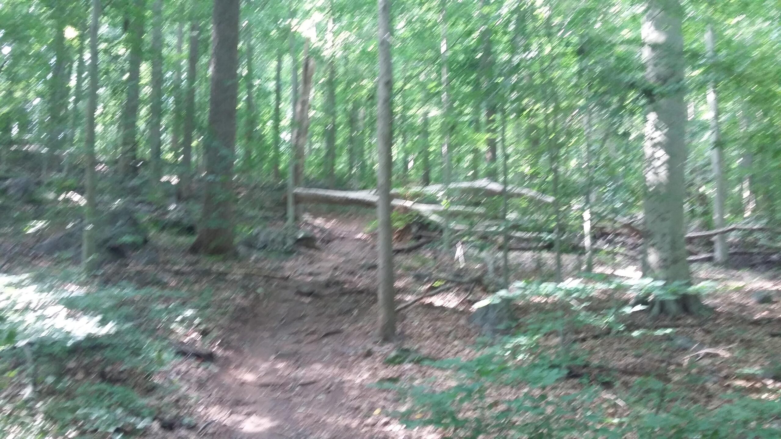Blurry image of a wooded path with tall trees and a forest floor covered in leaves and small plants. The scene captures a lush green forest environment, with fallen logs and rocky areas in the background. Brandywine State Park mountain bike trail.